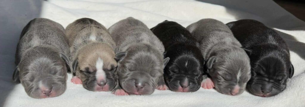 Best american pit bull terrier breeder in the usa