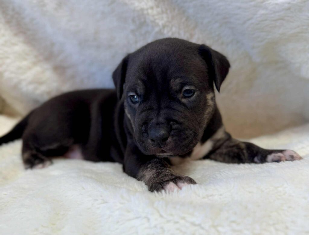 Best american pit bull terrier breeder in the usa