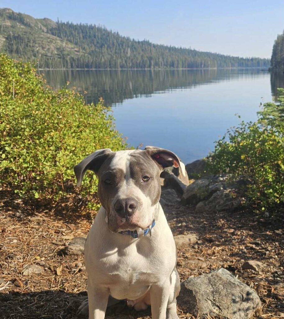 pit bull puppies for sale in the usa