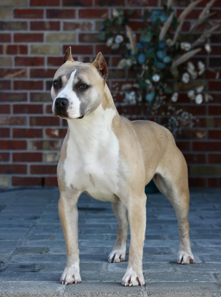 pit bull puppies for sale in the usa