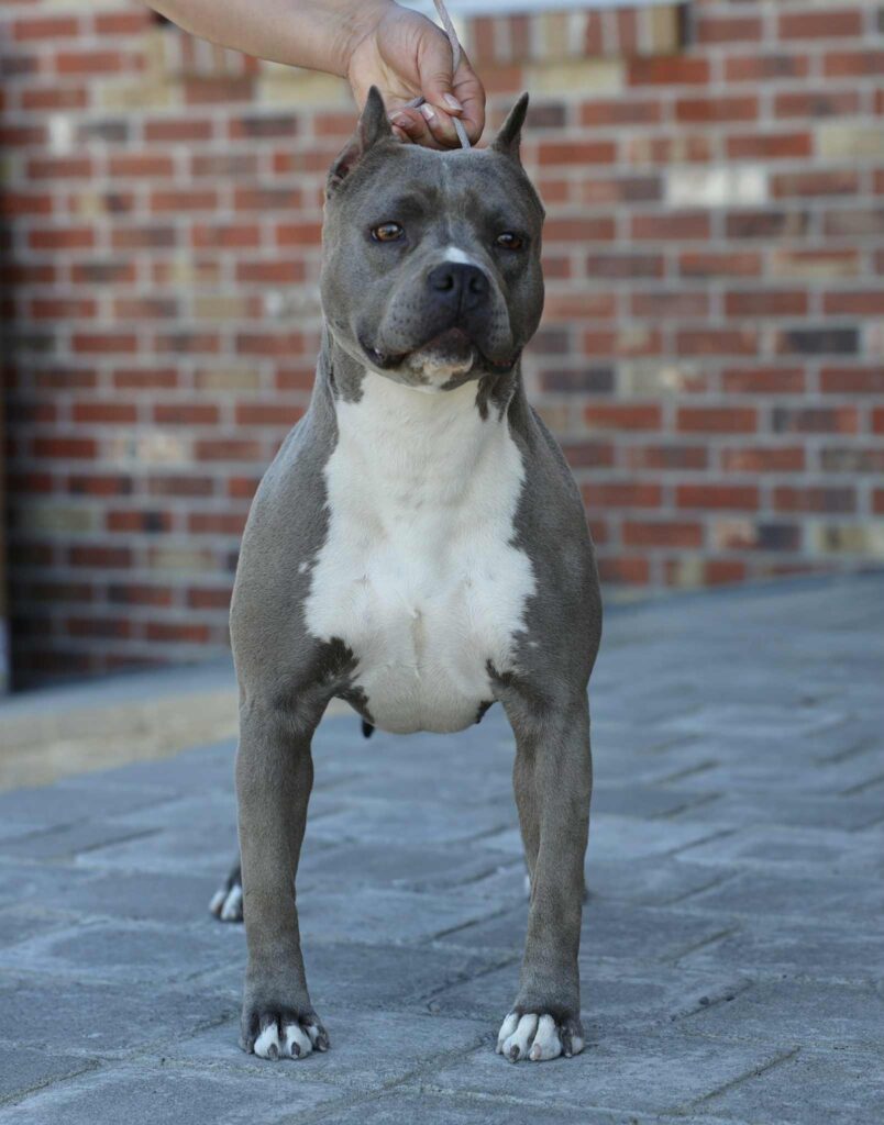 american pit bull terrier puppies for sale in the usa