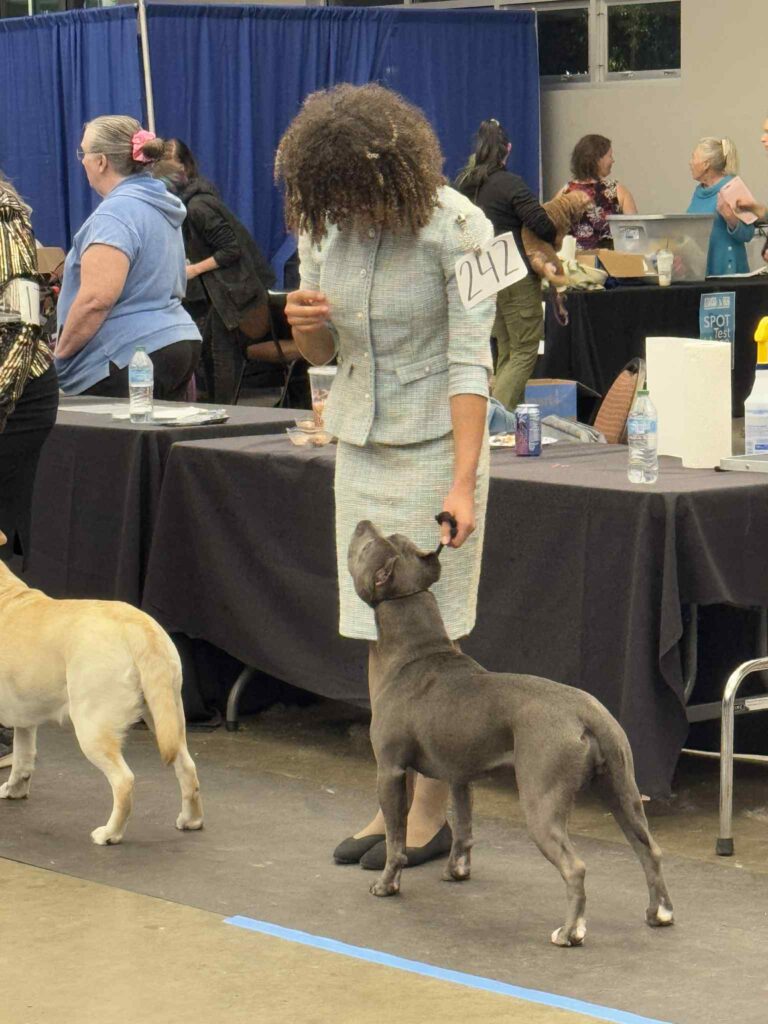 pit bull puppies for sale in the usa