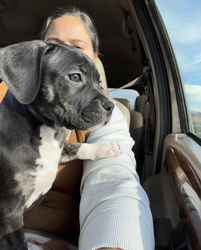 american pit bull terrier puppies for sale in the usa