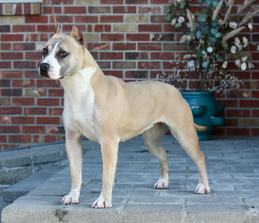 pit bull puppies for sale in the usa