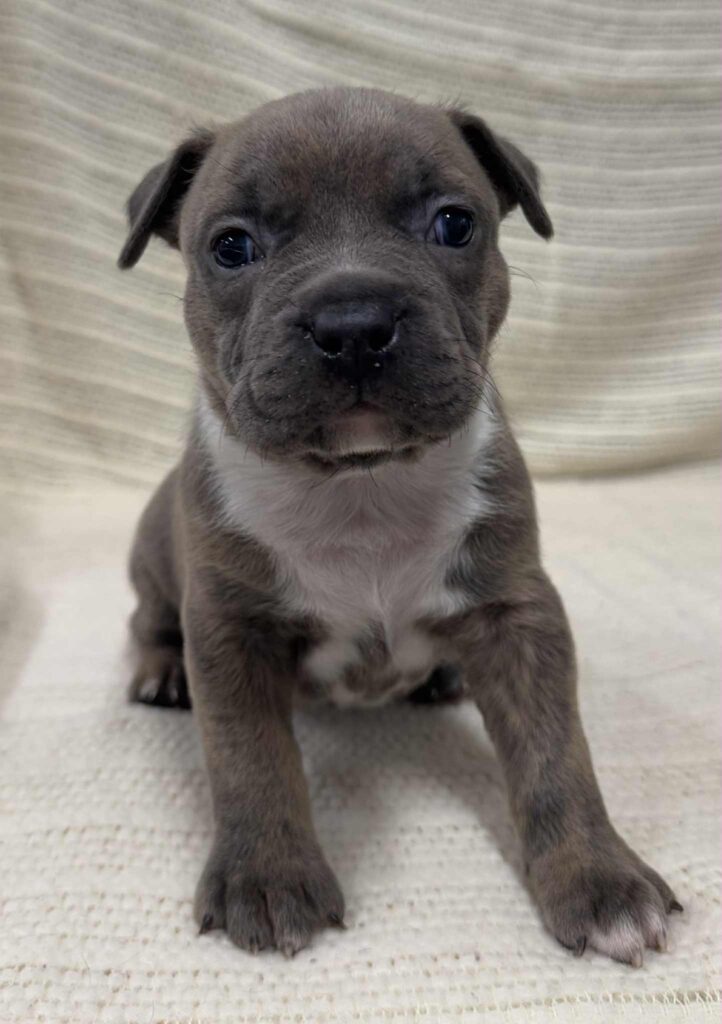 blue brindle pitbull puppies for sale
