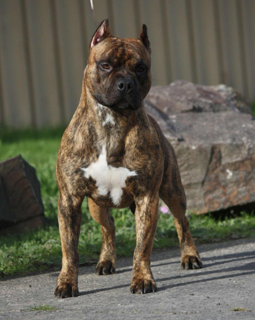 american pit bull terrier puppies for sale in the usa