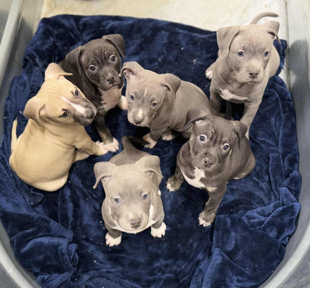 pit bull puppies for sale in the usa