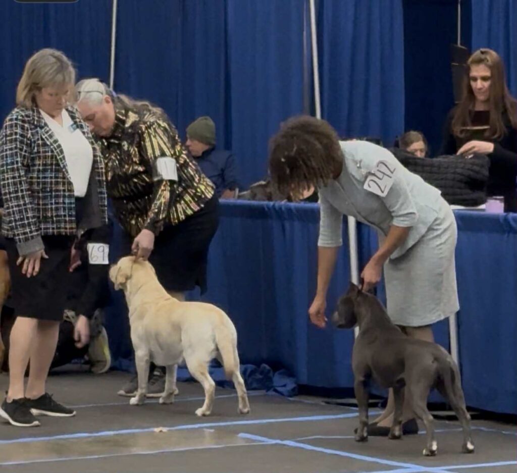 pit bull puppies for sale in the usa