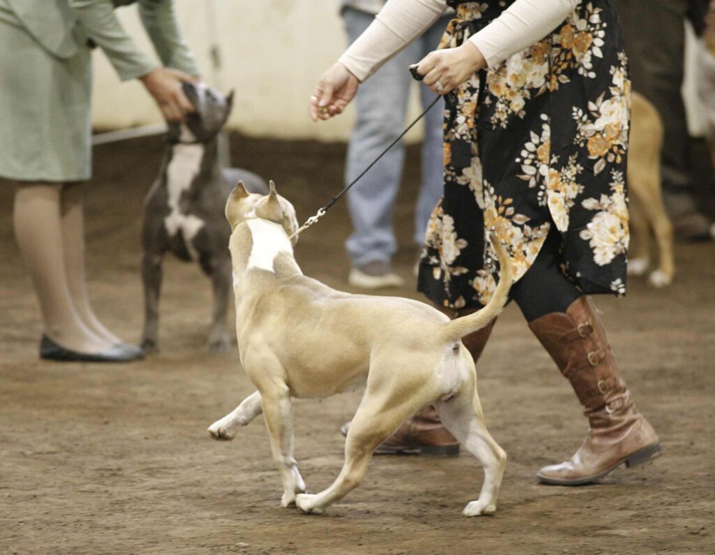 american pit bull terrier puppies for sale in the usa