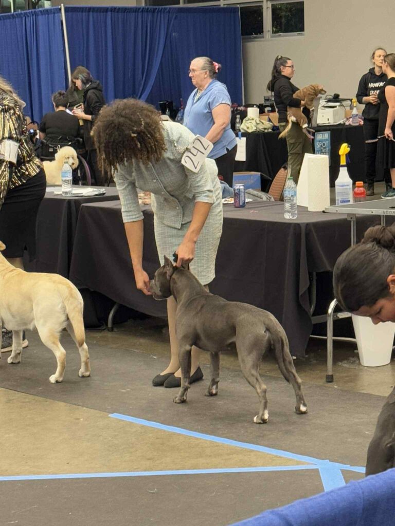 pit bull puppies for sale in the usa