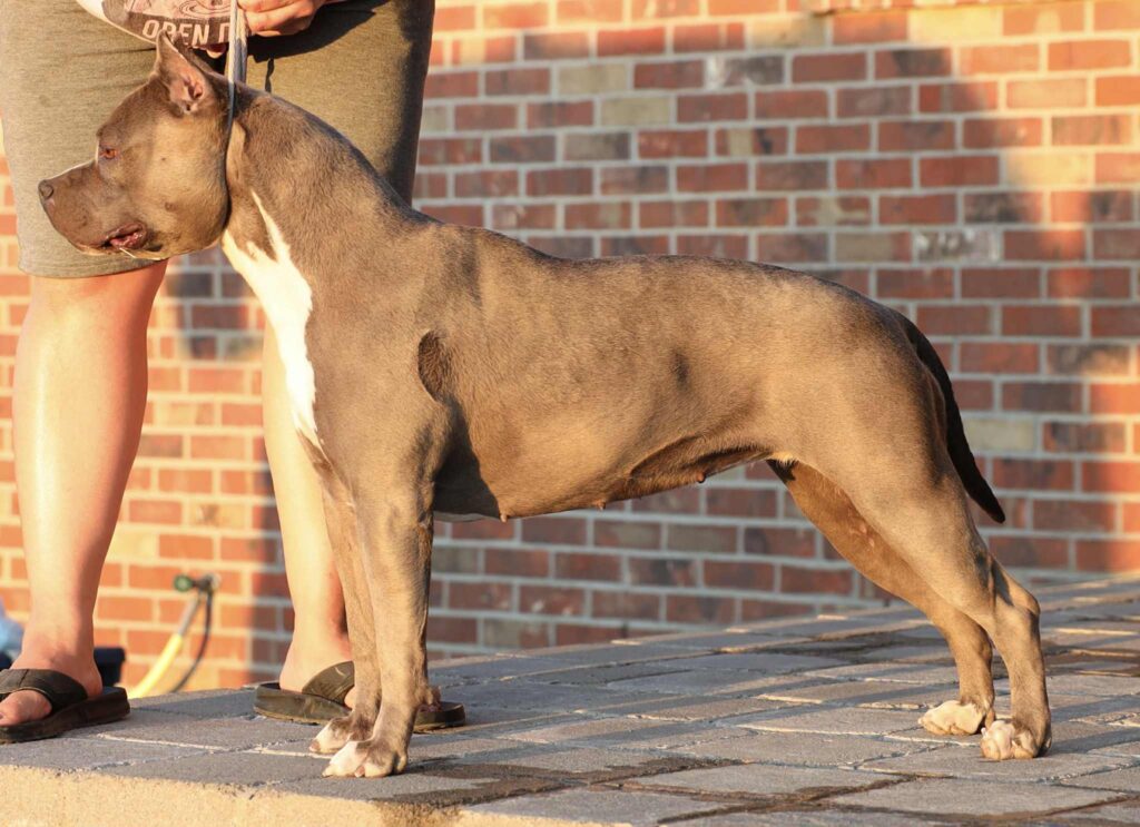 american pit bull terrier puppies for sale in the usa