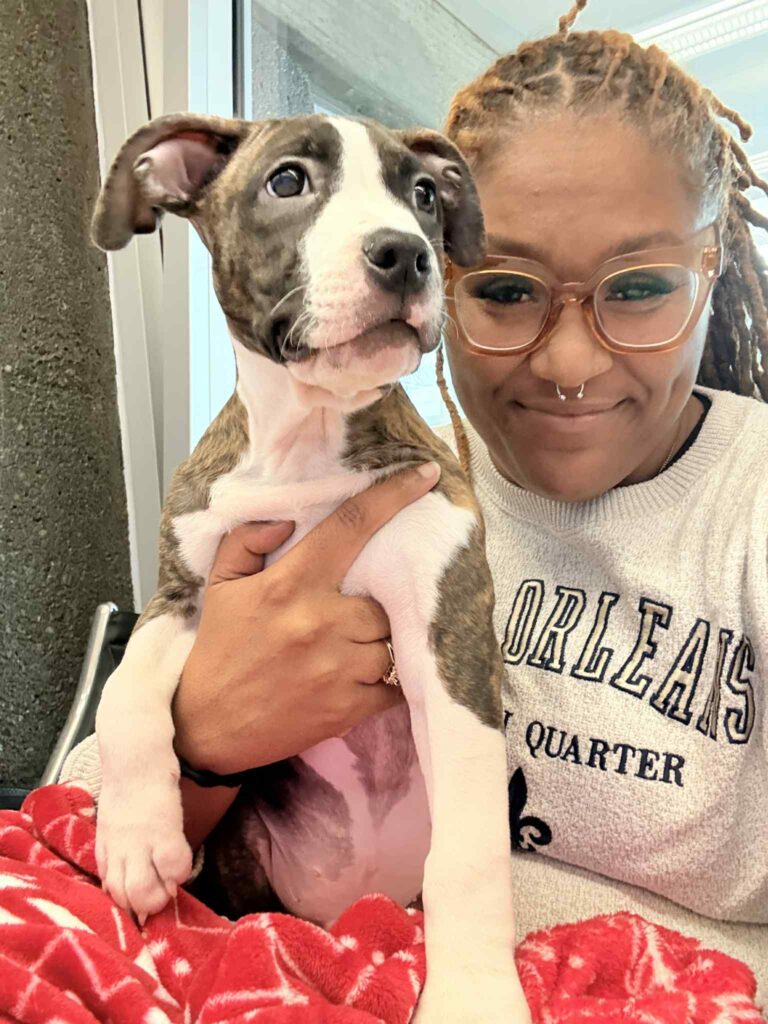 american pit bull terrier puppies for sale in the usa