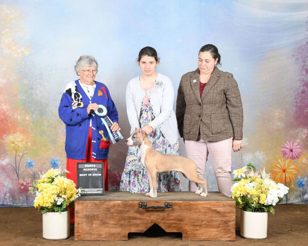 american pit bull terrier puppies for sale in the usa