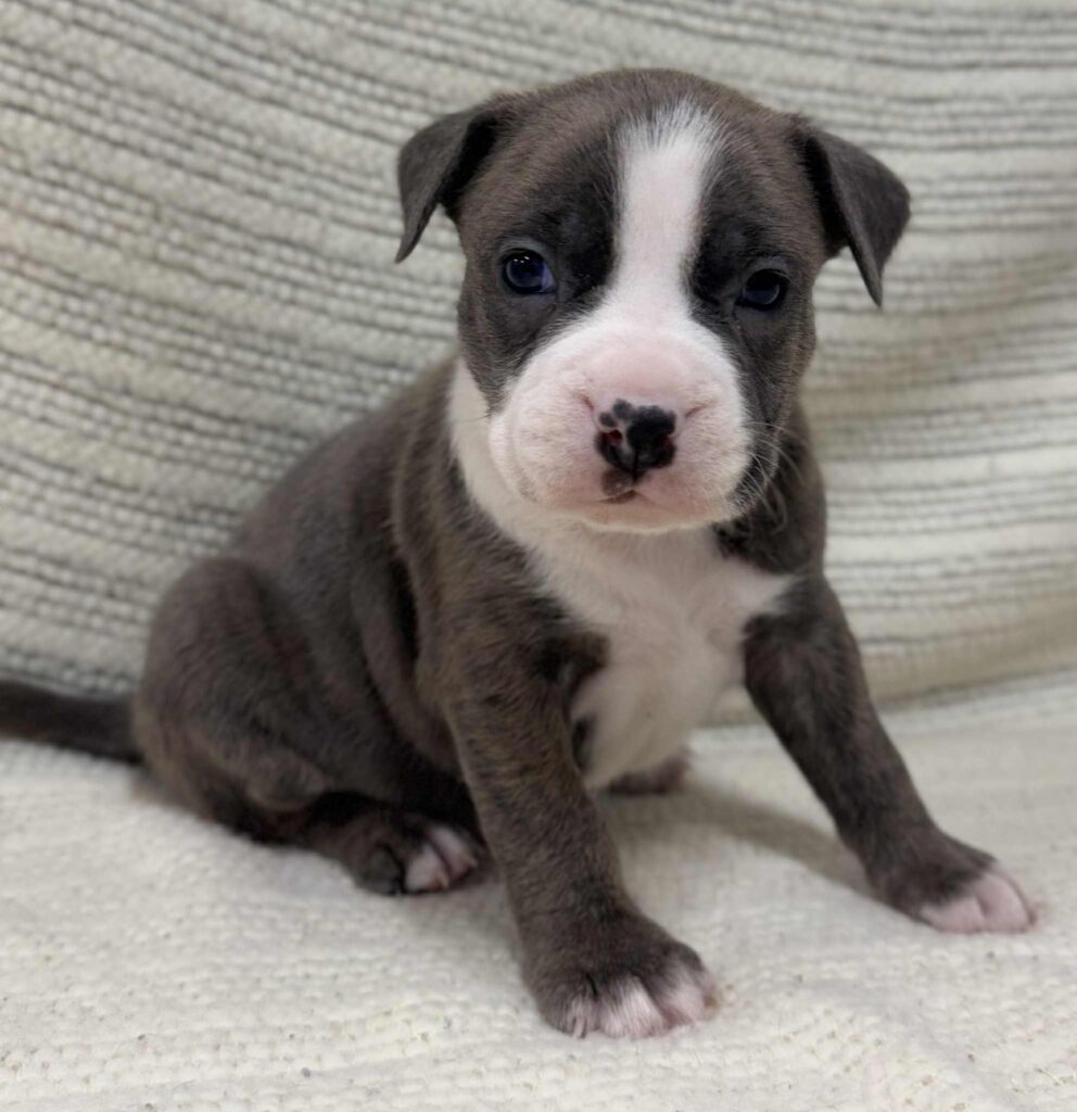 blue brindle pitbull puppies for sale