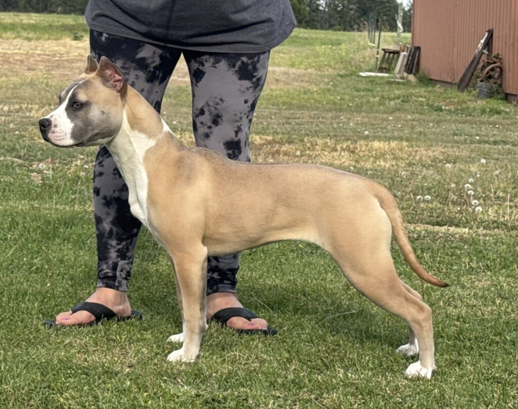 american pit bull terrier puppies for sale in the usa