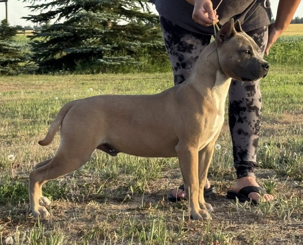 american pit bull terrier puppies for sale in the usa