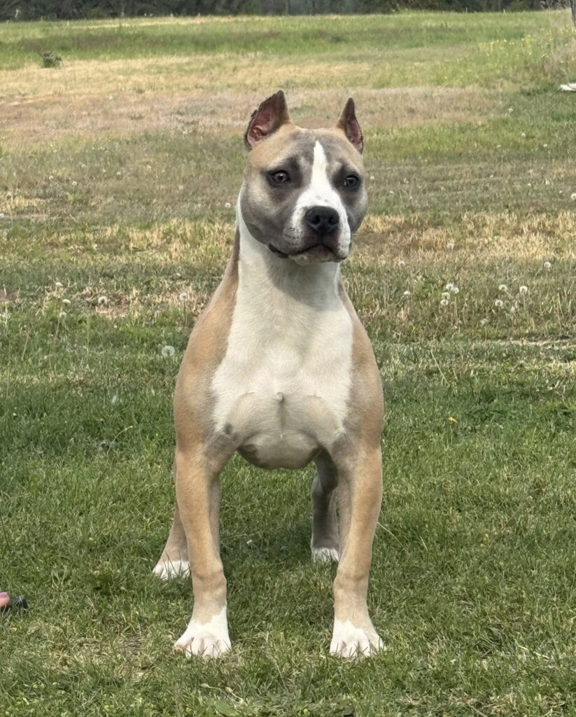 american pit bull terrier puppies for sale in the usa