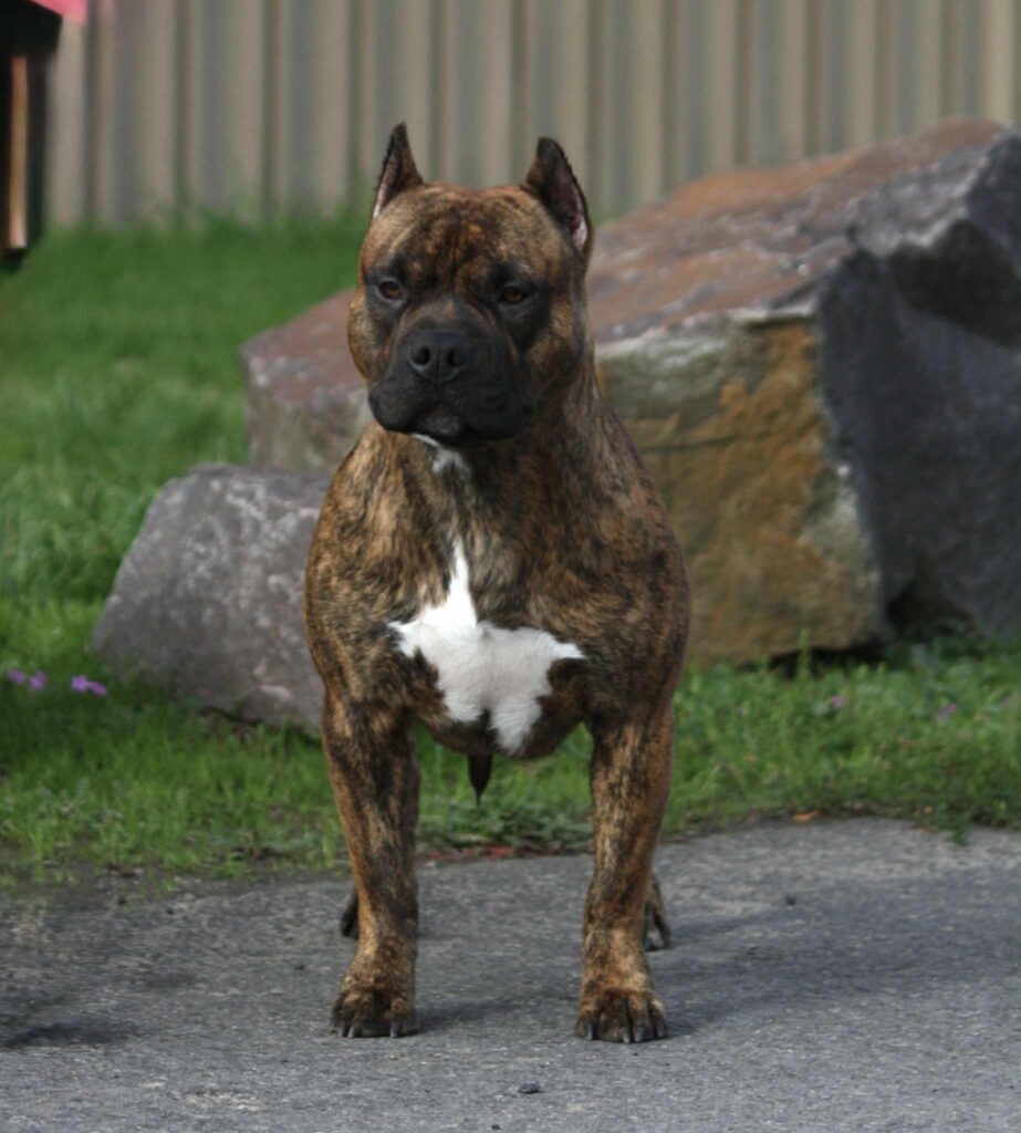 american pit bull terrier puppies for sale in the usa