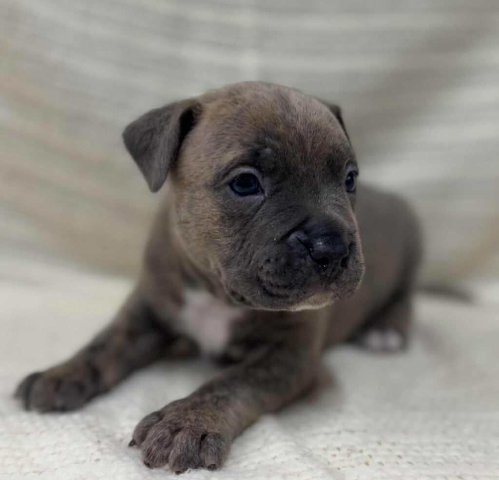 blue brindle pitbull puppies for sale