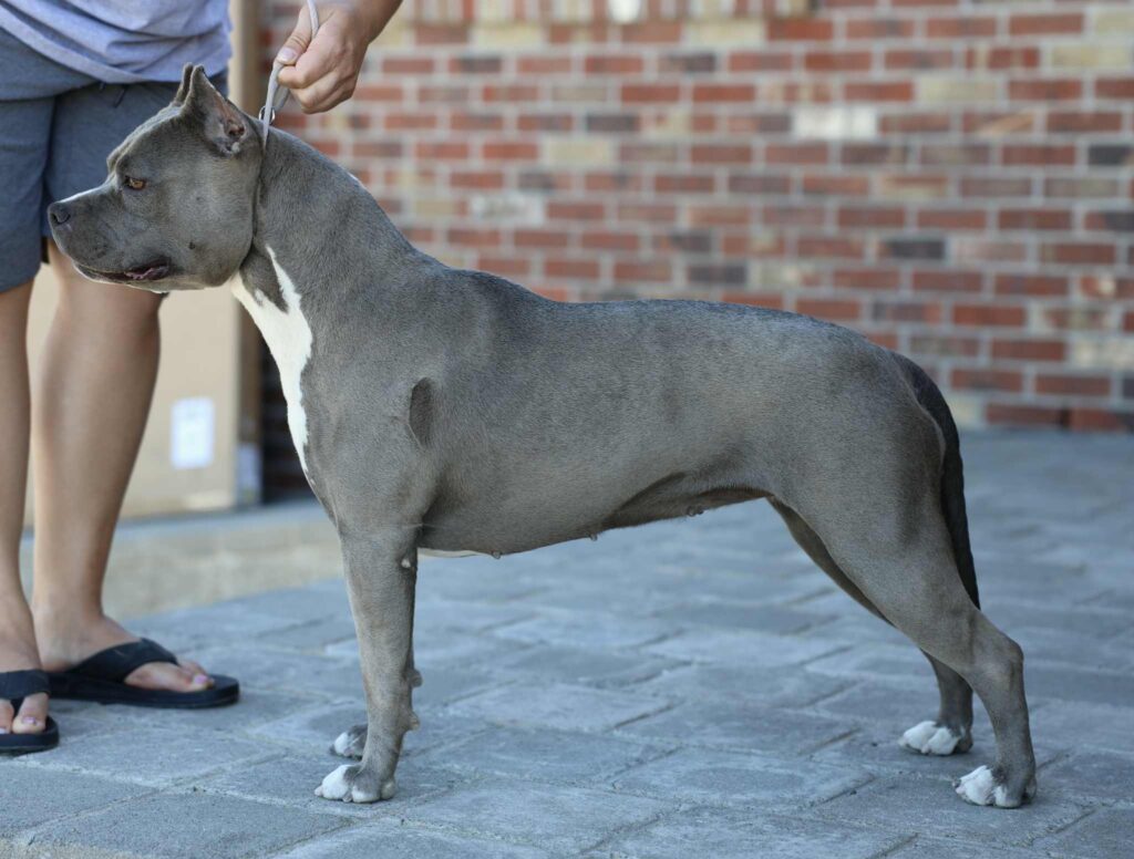 american pit bull terrier puppies for sale in the usa