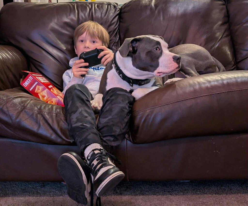 pit bull puppies for sale in the usa