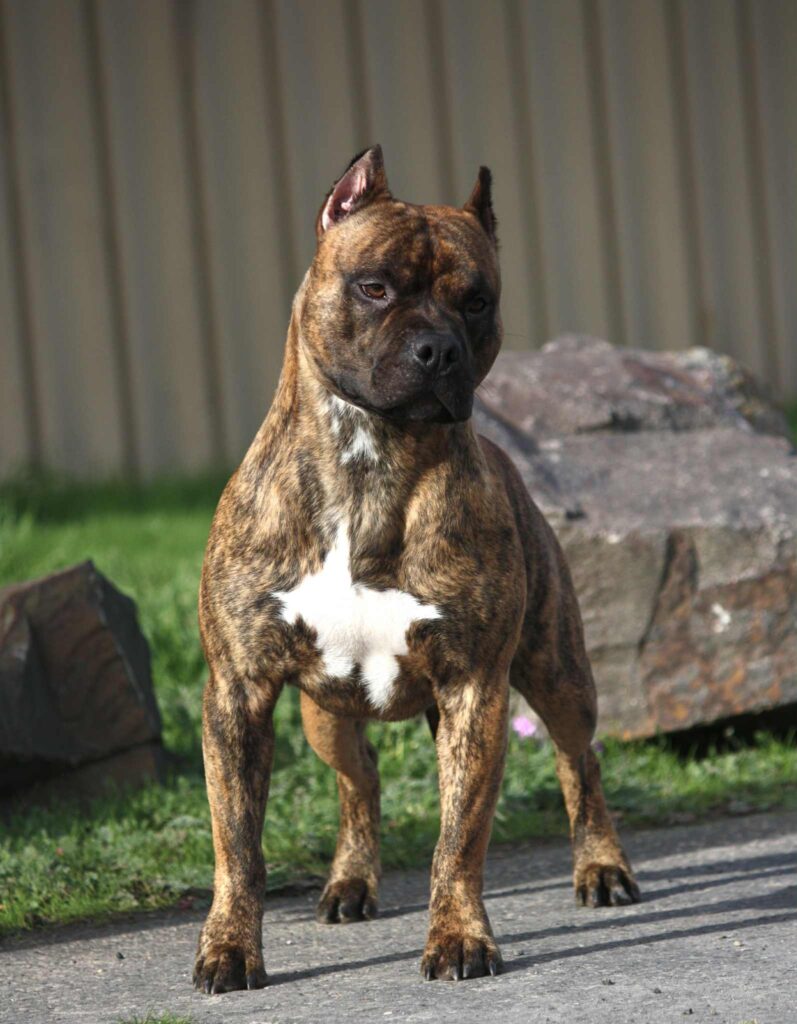 american pit bull terrier puppies for sale in the usa