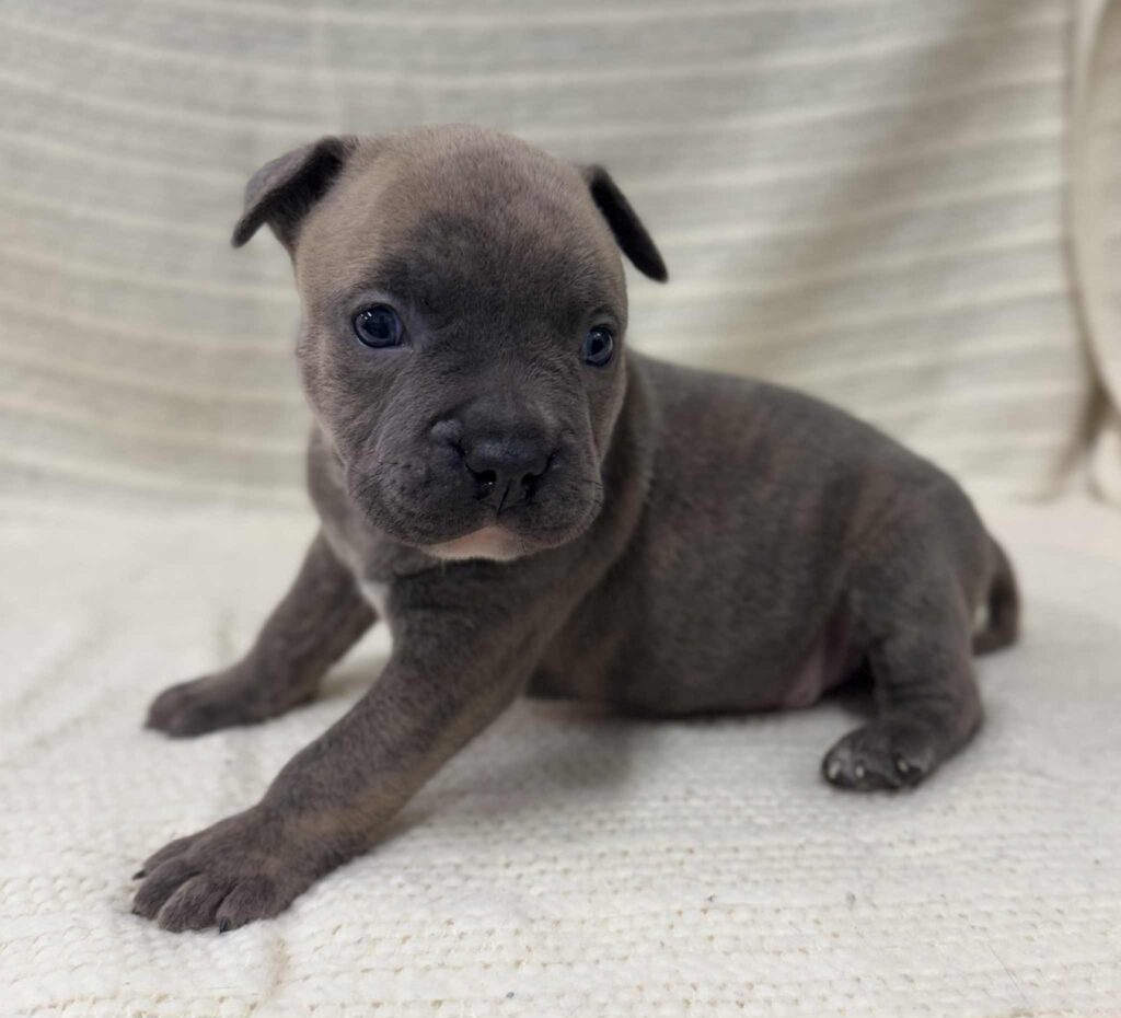blue brindle pitbull puppies for sale