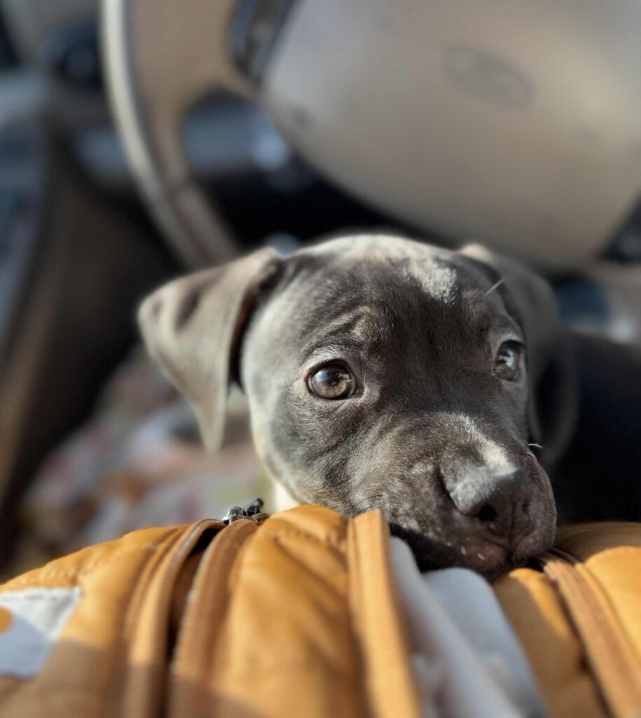 tri color american pit bull terrier puppies for sale in the usa