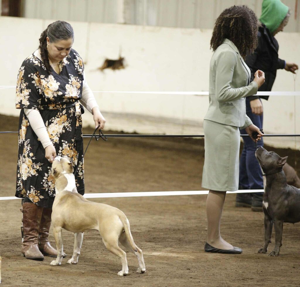 american pit bull terrier puppies for sale in the usa