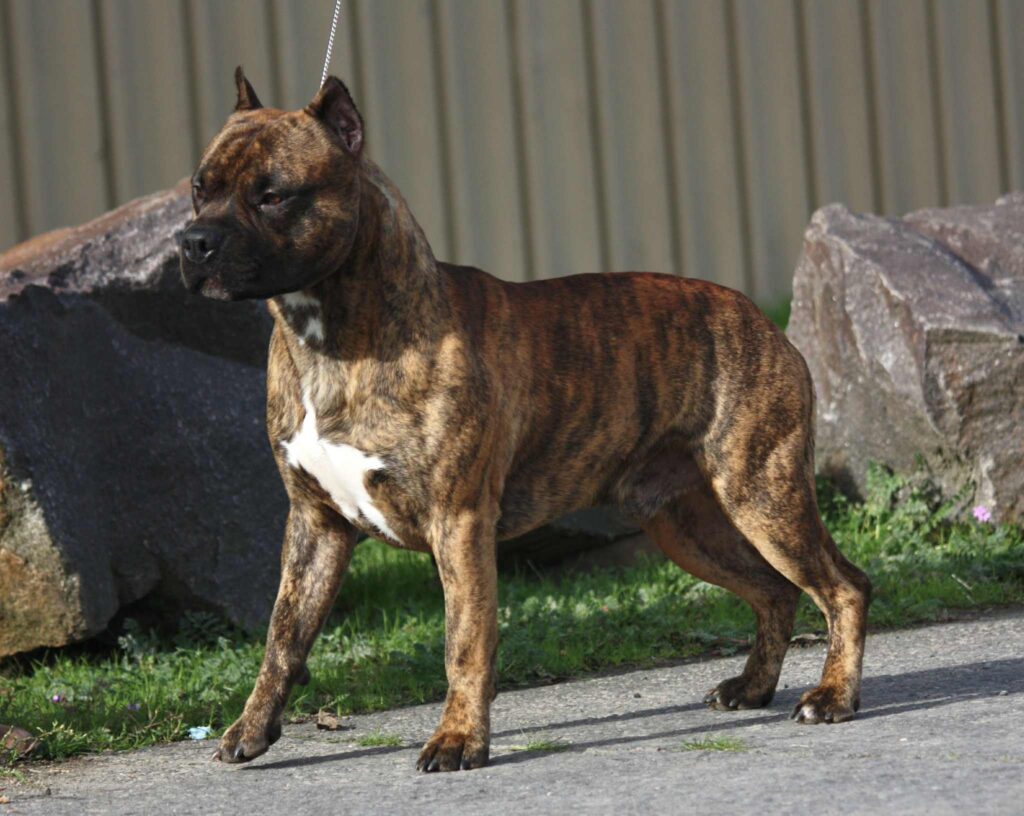 american pit bull terrier puppies for sale in the usa