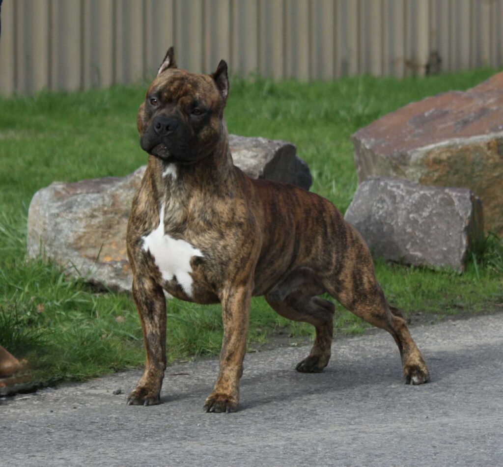 american pit bull terrier puppies for sale in the usa