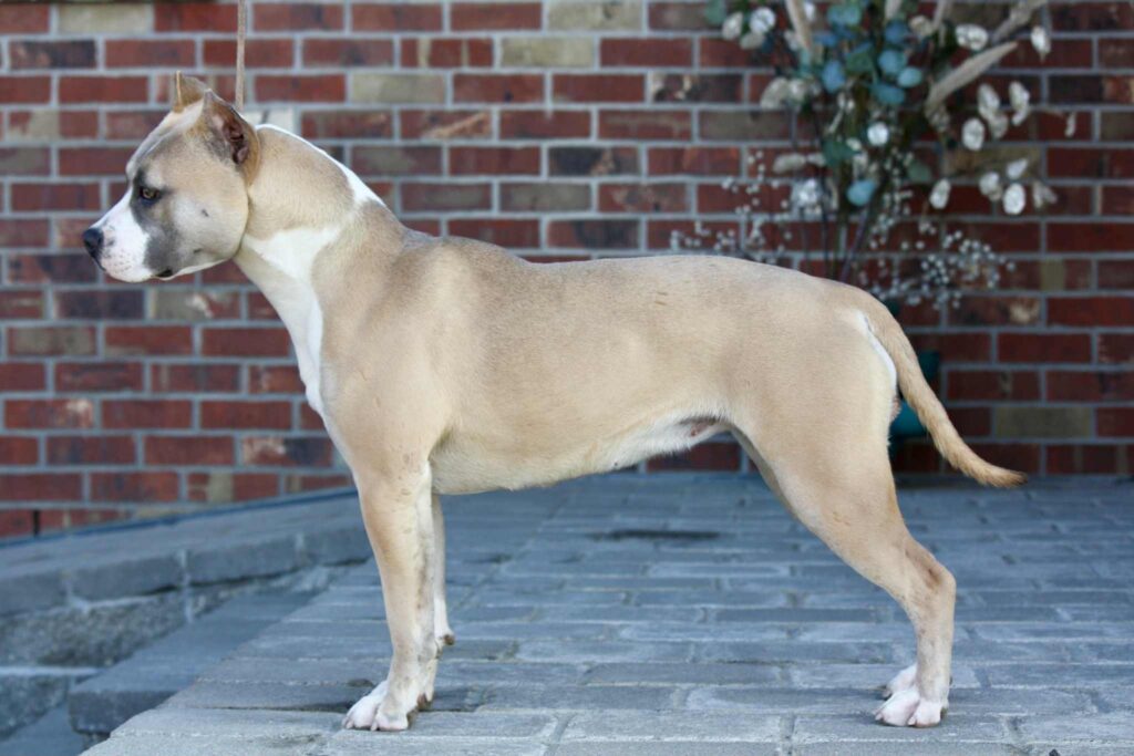 pit bull puppies for sale in the usa