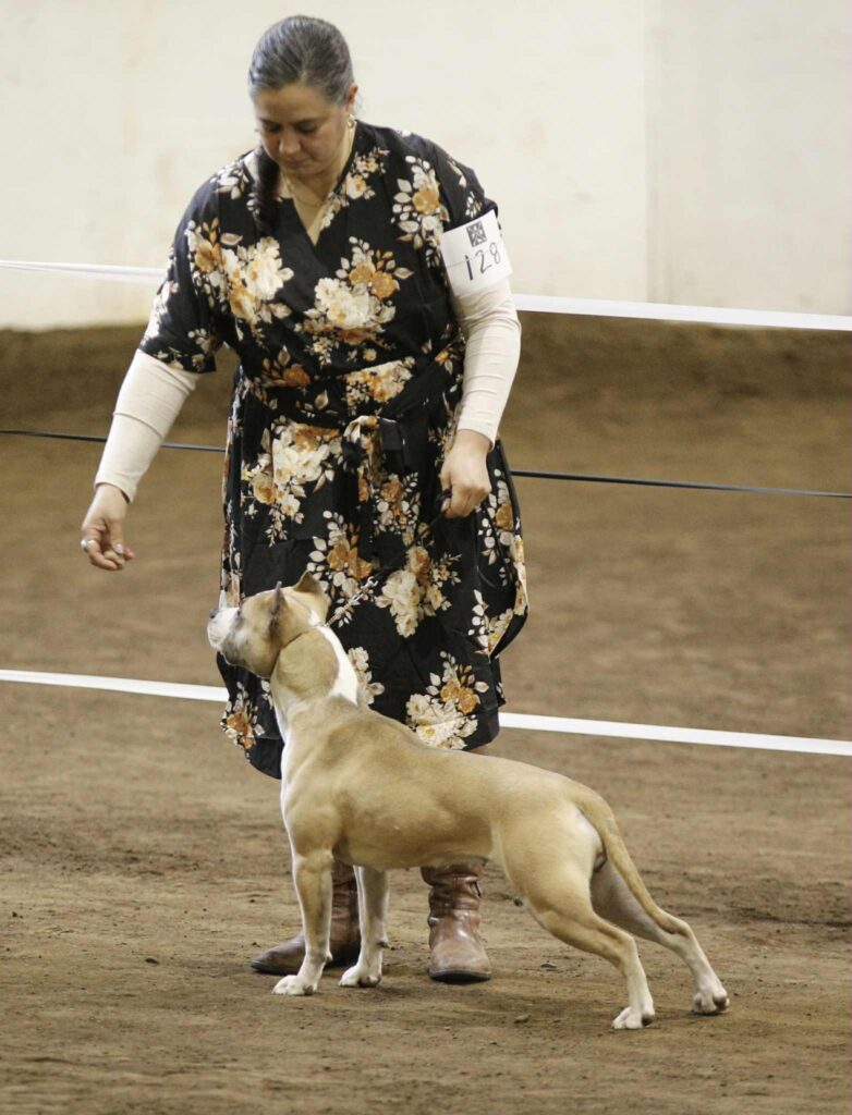 american pit bull terrier puppies for sale in the usa