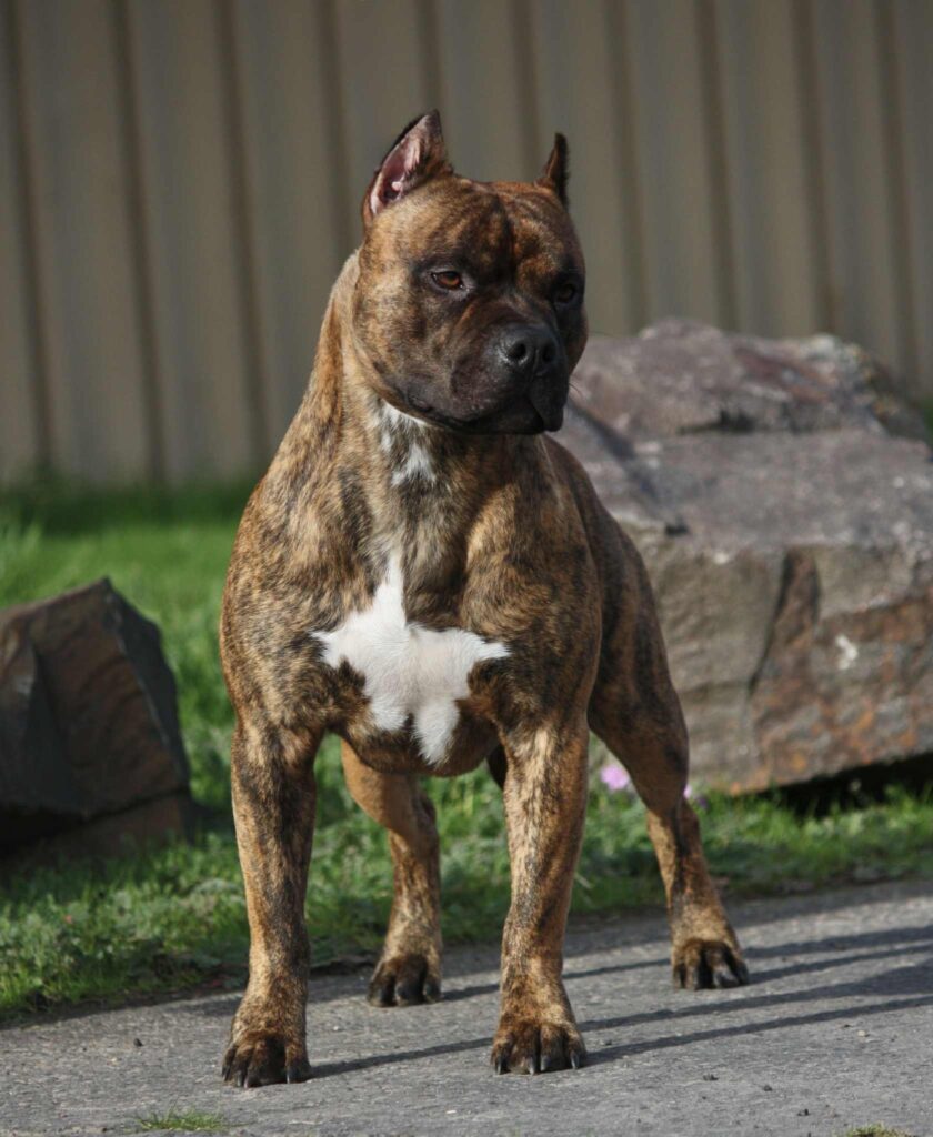 american pit bull terrier puppies for sale in the usa