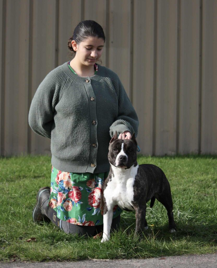 american pit bull terrier puppies for sale in the usa