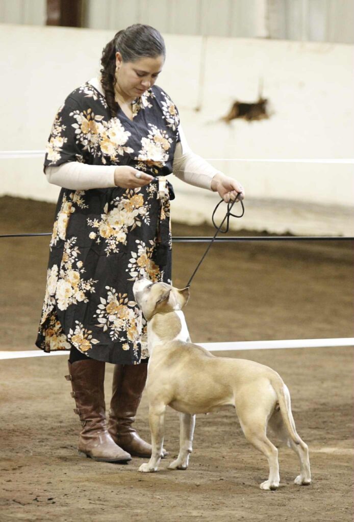 american pit bull terrier puppies for sale in the usa