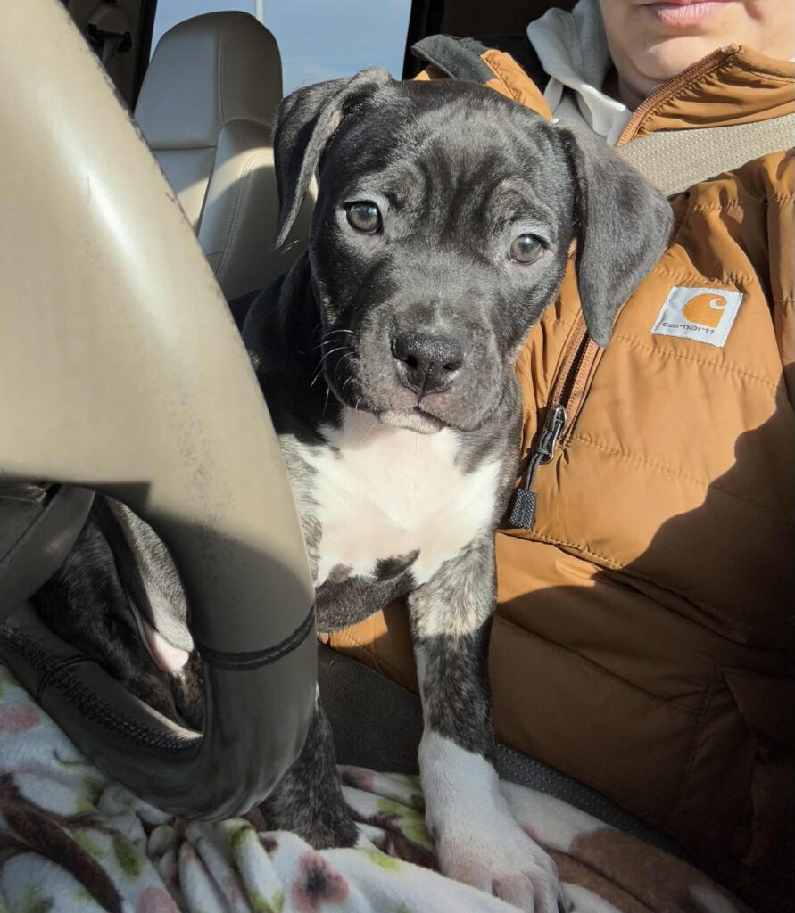 tri color american pit bull terrier puppies for sale in the usa