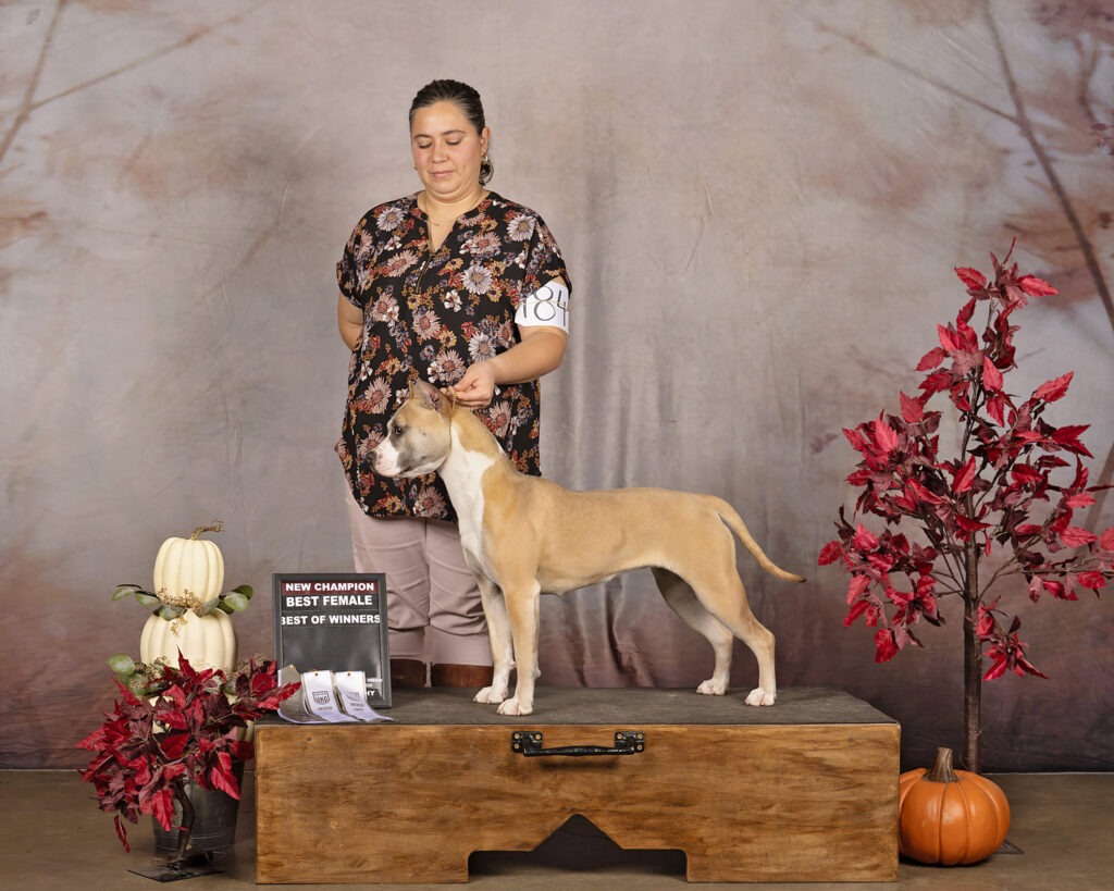 pit bull puppies for sale in the usa