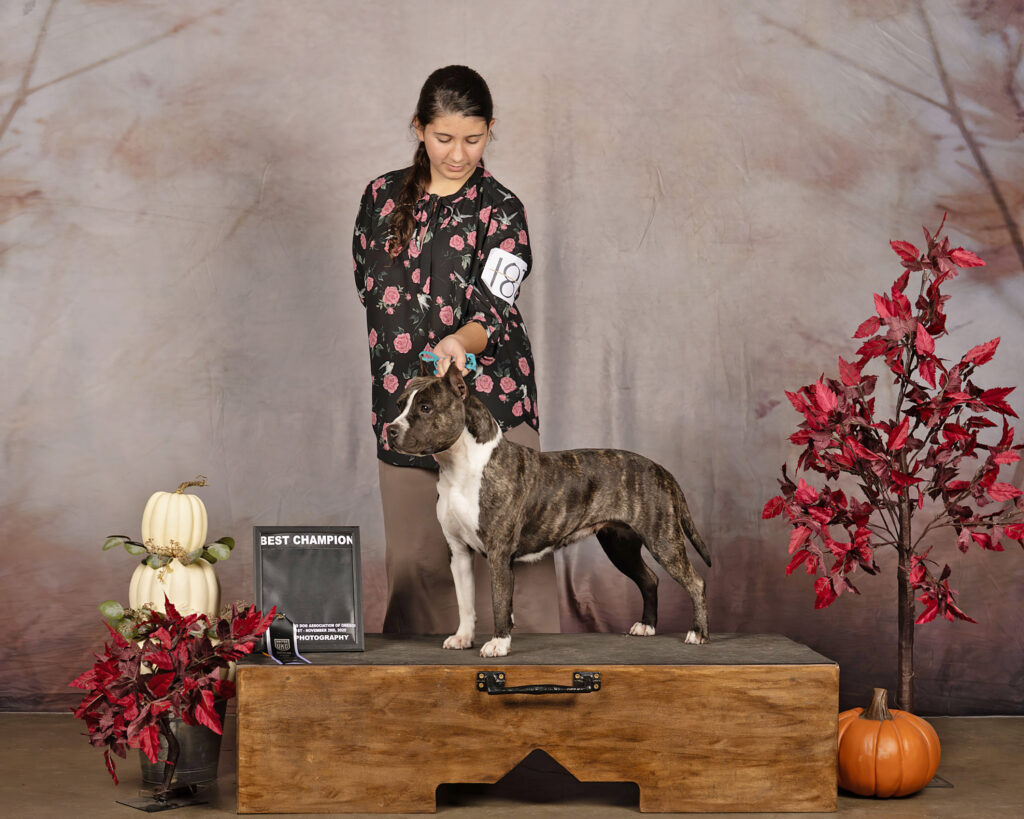 pit bull puppies for sale in the usa