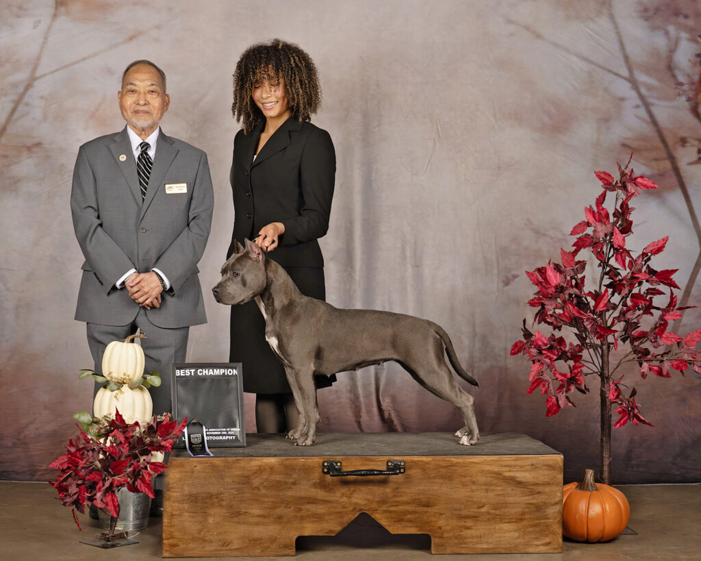 pit bull puppies for sale in the usa