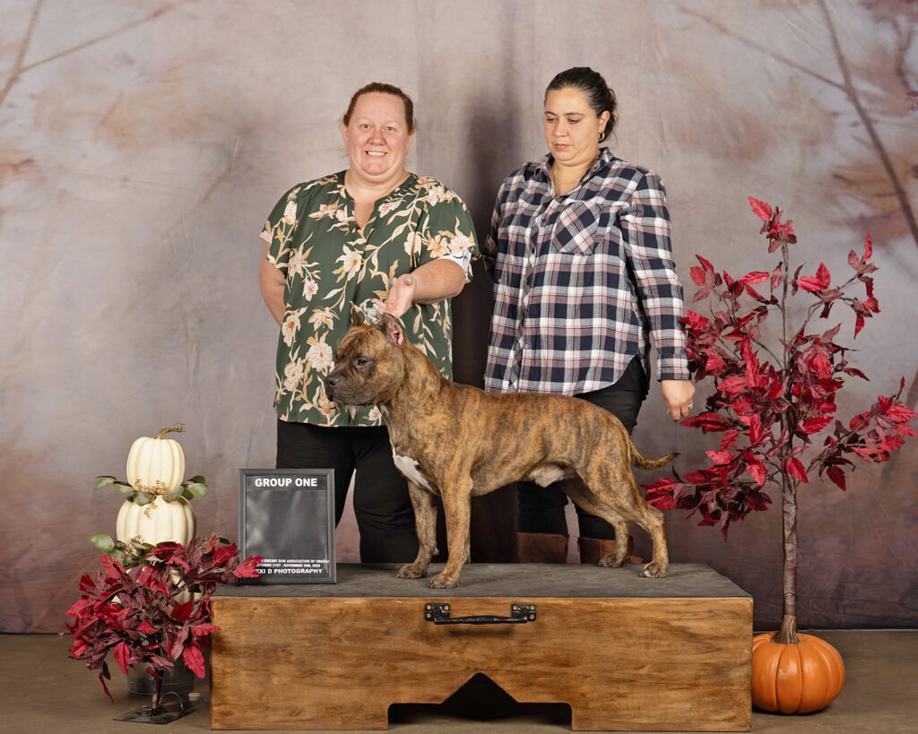 pit bull puppies for sale in the usa