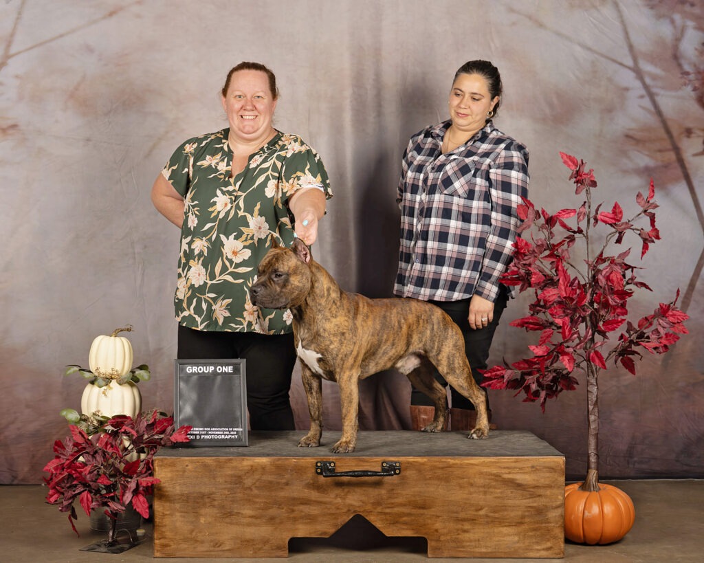 pit bull puppies for sale in the usa