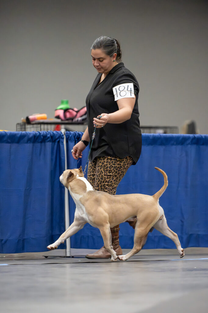 american pit bull terrier puppies for sale in the usa