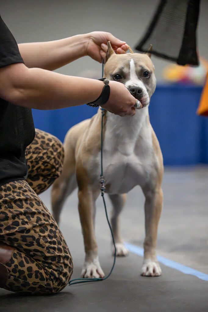 american pit bull terrier puppies for sale in the usa