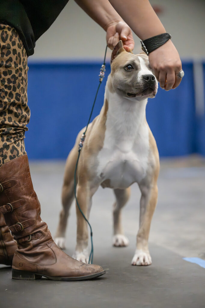 american pit bull terrier puppies for sale in the usa