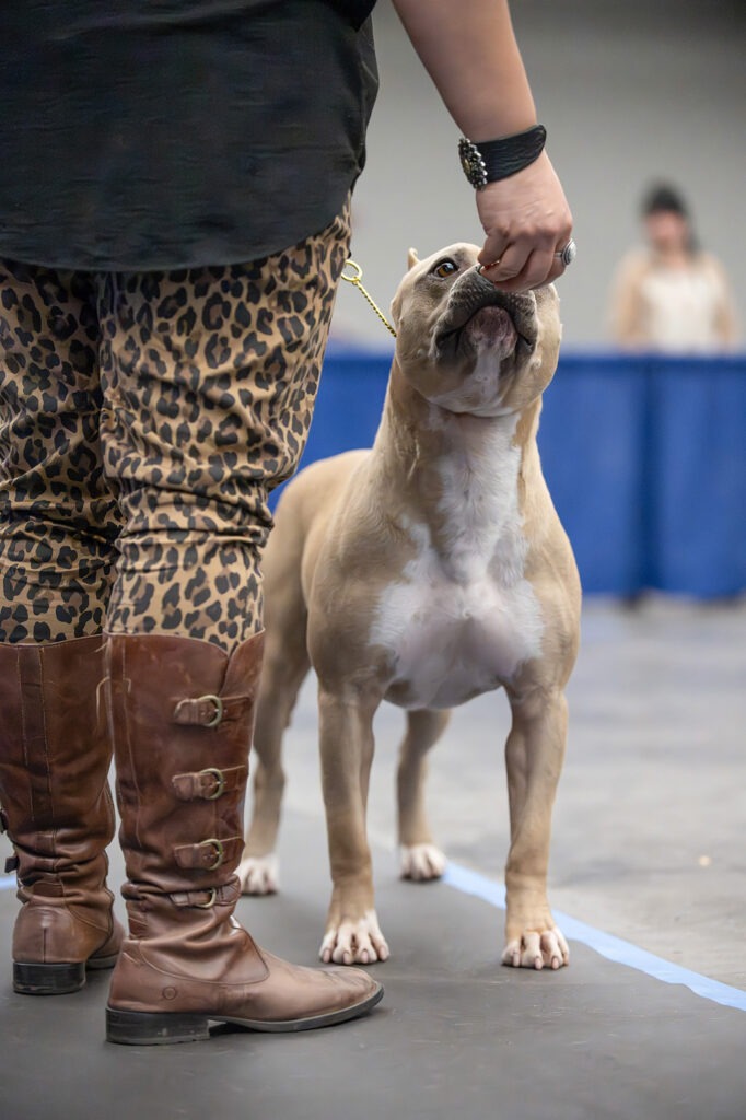 american pit bull terrier puppies for sale in the usa