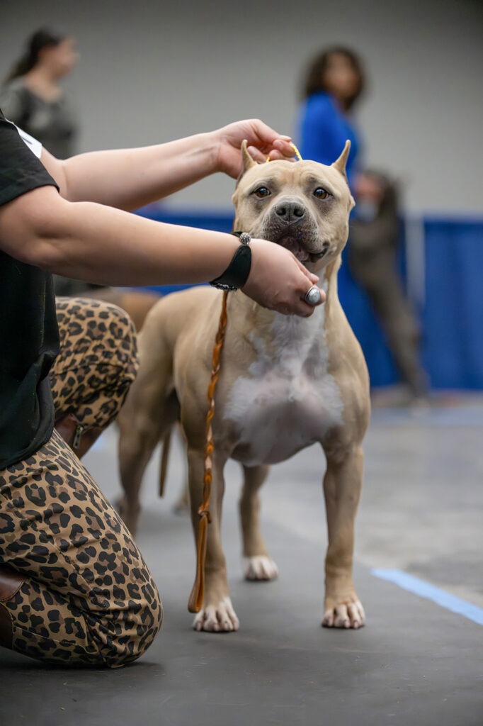 american pit bull terrier puppies for sale in the usa