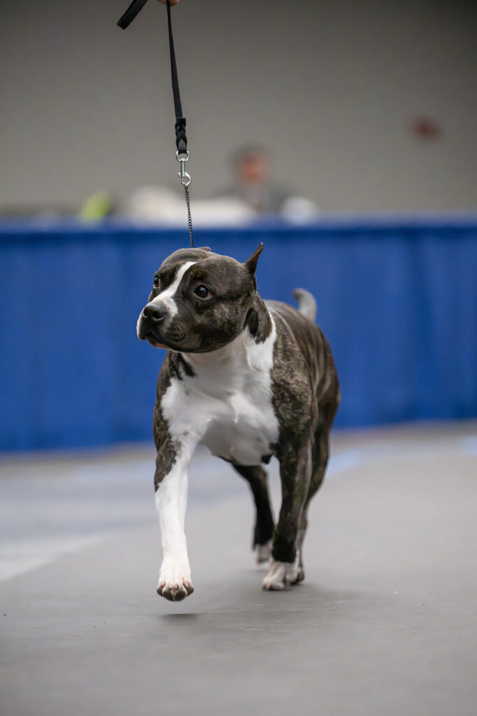 american pit bull terrier puppies for sale in the usa