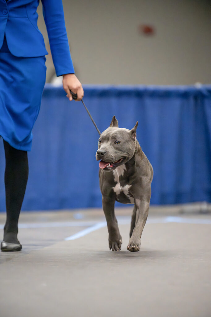 american pit bull terrier puppies for sale in the usa