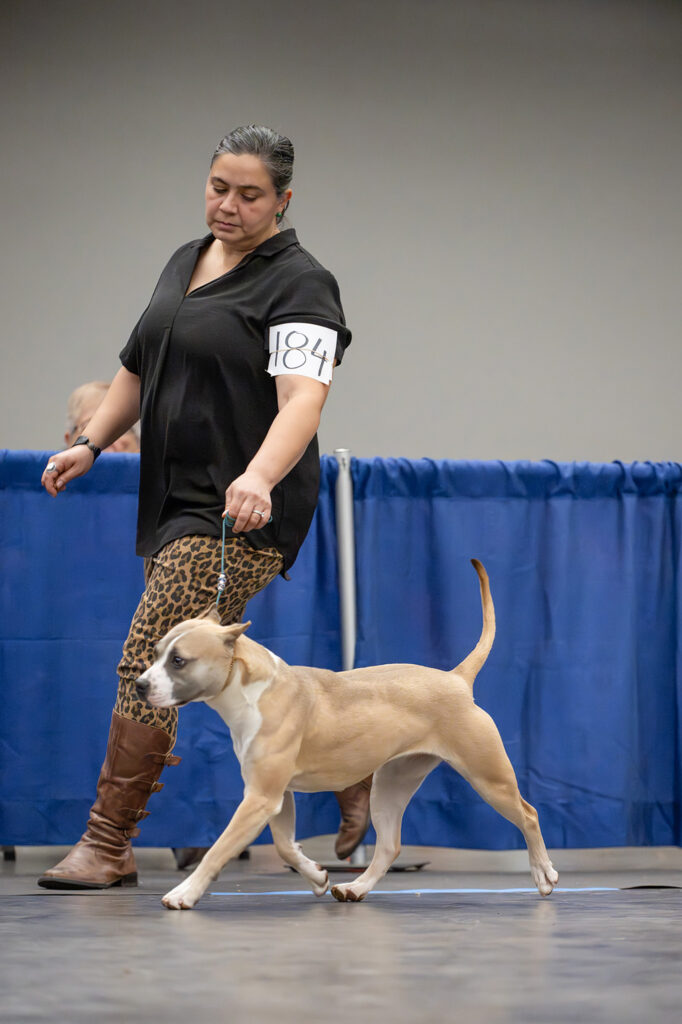 american pit bull terrier puppies for sale in the usa